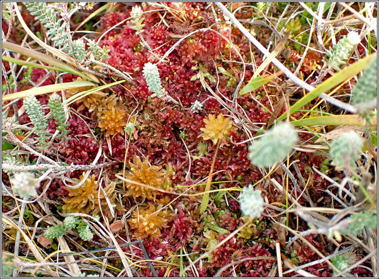 Sphagnum rubellum, Red Bog-moss