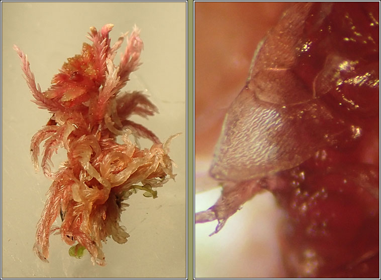 Sphagnum rubellum, Red Bog-moss