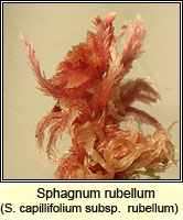 Sphagnum rubellum, Red Bog-moss