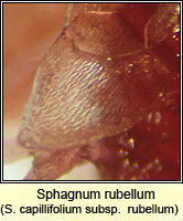 Sphagnum rubellum, Red Bog-moss