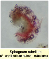 Sphagnum rubellum, Red Bog-moss