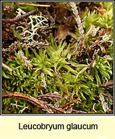 Leucobryum glaucum, Large White-moss