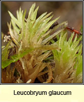 Leucobryum glaucum, Large White-moss