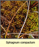 Sphagnum compactum, Compact Bog-moss