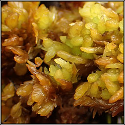 Sphagnum compactum, Compact Bog-moss