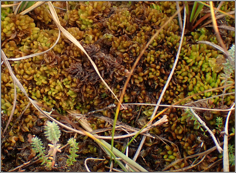 Sphagnum compactum, Compact Bog-moss