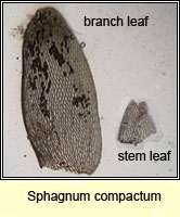 Sphagnum compactum, Compact Bog-moss