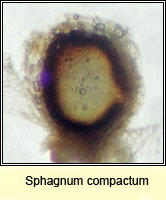 Sphagnum compactum, Compact Bog-moss