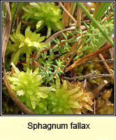 Sphagnum fallax, Flat-topped Bog-moss