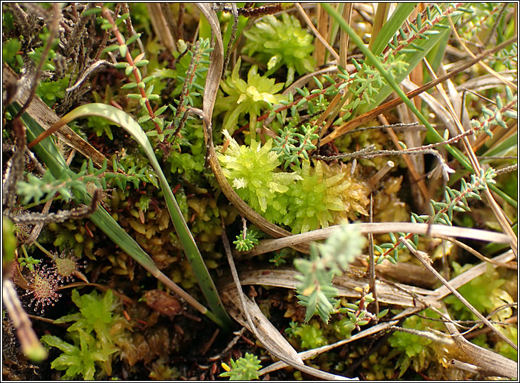 Sphagnum fallax, Flat-topped Bog-moss