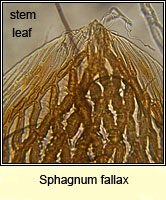 Sphagnum fallax, Flat-topped Bog-moss