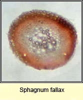 Sphagnum fallax, Flat-topped Bog-moss