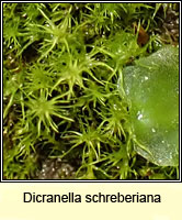 Dicranella schreberiana, Schreber's Forklet-moss