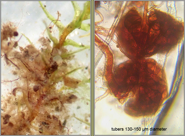 Dicranella schreberiana, Schreber's Forklet-moss