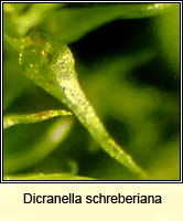 Dicranella schreberiana, Schreber's Forklet-moss