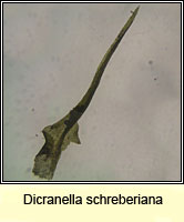 Dicranella schreberiana, Schreber's Forklet-moss