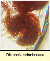 Dicranella schreberiana, Schreber's Forklet-moss