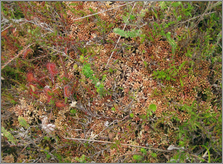 Sphagnum medium, Sphagnum magellicum