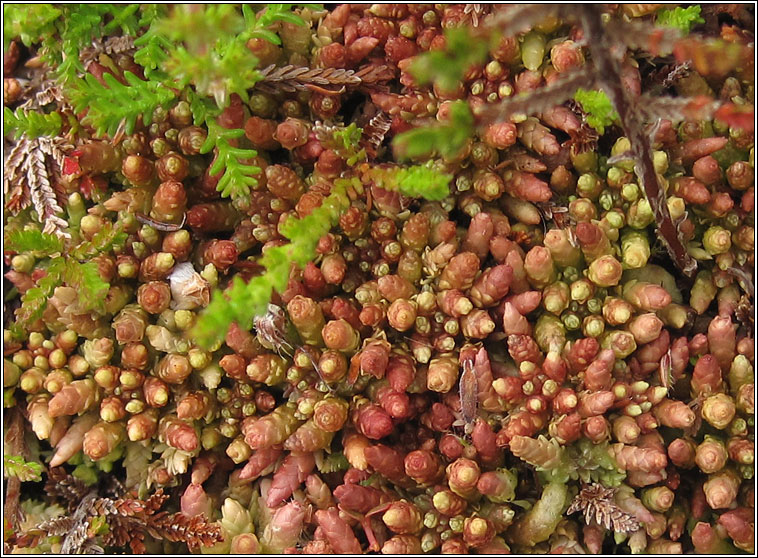 Sphagnum medium, Sphagnum magellicum