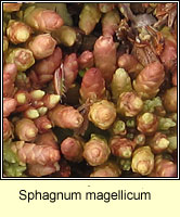 Sphagnum magellicum