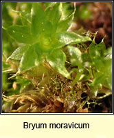 Bryum moravicum, Syed's Thread-moss