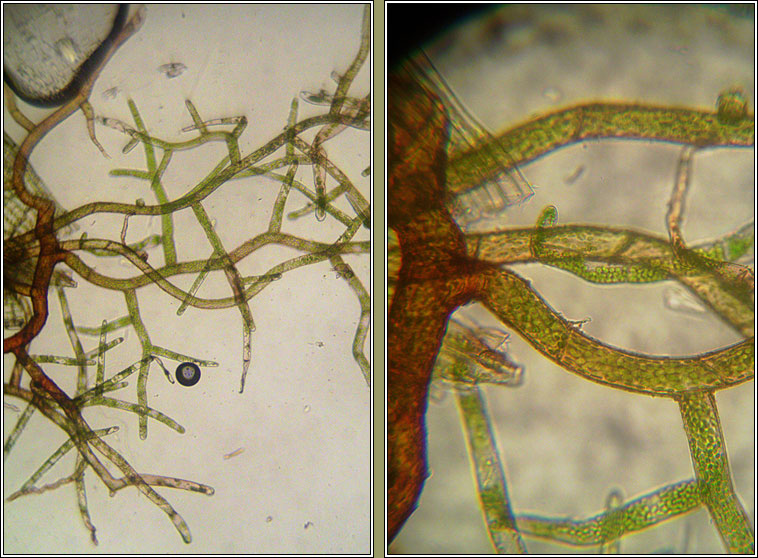 Bryum moravicum, Syed's Thread-moss