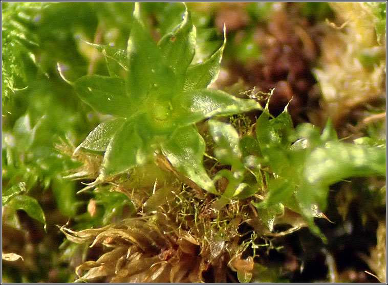 Bryum moravicum, Syed's Thread-moss