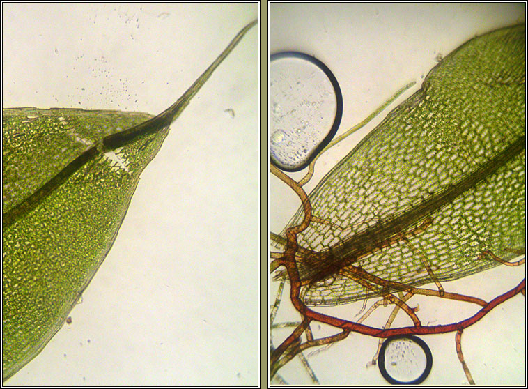 Bryum moravicum, Syed's Thread-moss