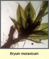 Bryum moravicum, Syed's Thread-moss
