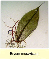 Bryum moravicum, Syed's Thread-moss