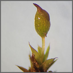 Protobryum bryoides, Tall Pottia