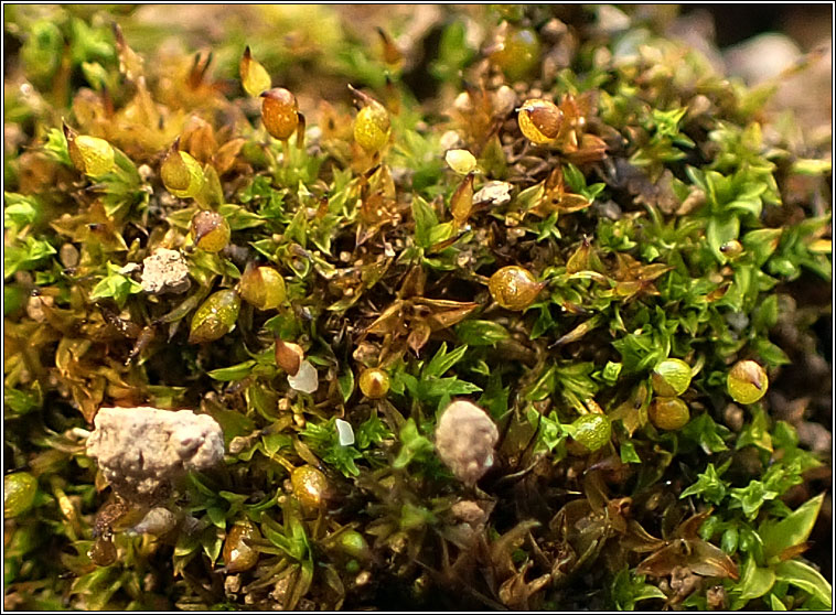 Protobryum bryoides, Tall Pottia