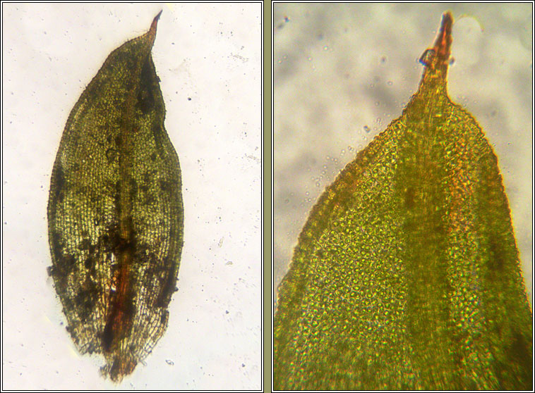 Protobryum bryoides, Tall Pottia