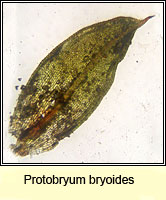 Protobryum bryoides, Tall Pottia