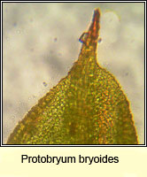 Protobryum bryoides, Tall Pottia