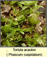 Tortula acaulon, Cuspidate Earth-moss