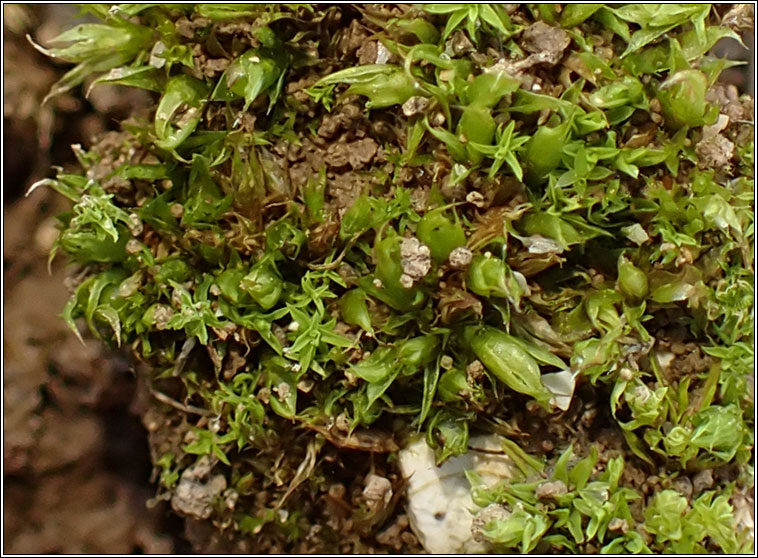 Tortula acaulon, Phascum cuspidatum, Cuspidate Earth-moss