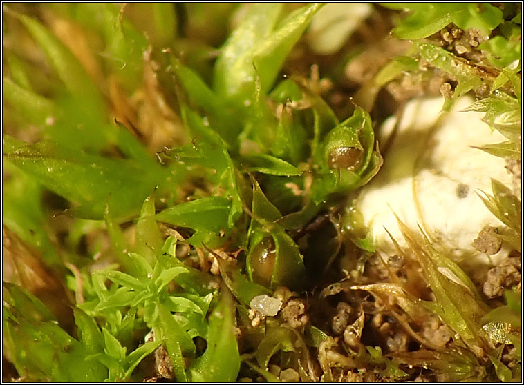 Tortula acaulon, Phascum cuspidatum, Cuspidate Earth-moss