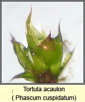 Tortula acaulon, Cuspidate Earth-moss