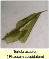 Tortula acaulon, Cuspidate Earth-moss