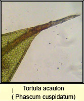 Tortula acaulon, Cuspidate Earth-moss