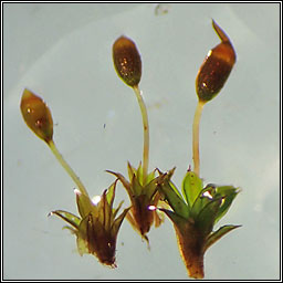 Microbryum davallianum, Smallest Pottia