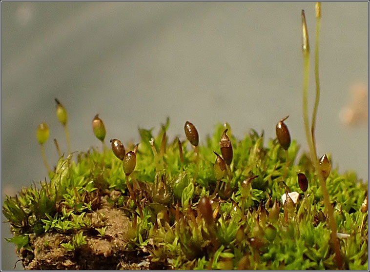 Microbryum davallianum, Smallest Pottia