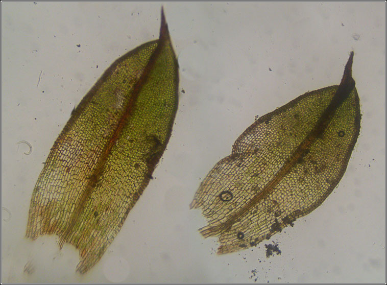 Microbryum davallianum, Smallest Pottia