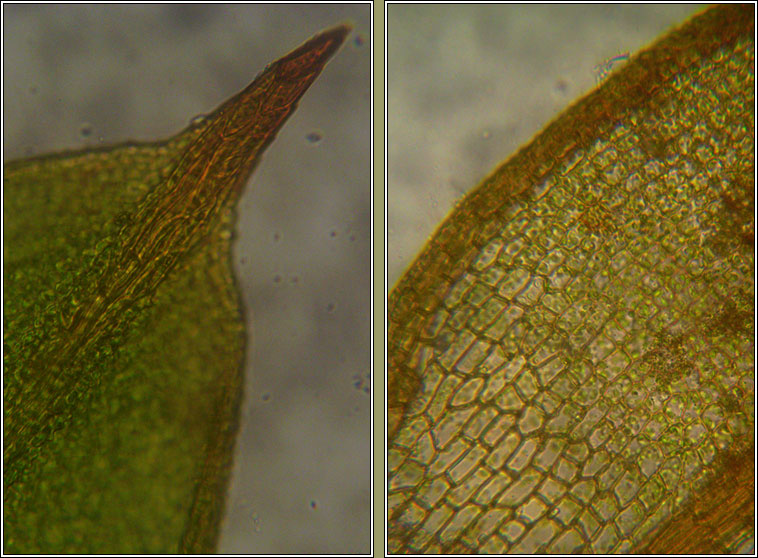 Microbryum davallianum, Smallest Pottia