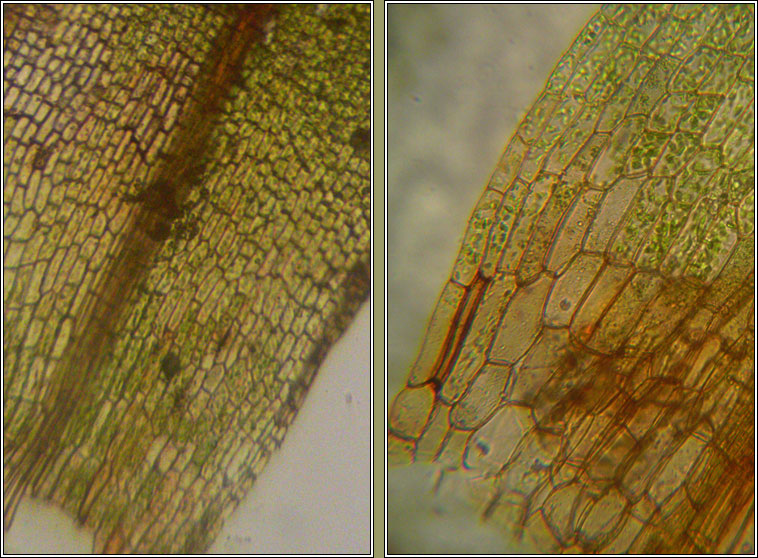 Microbryum davallianum, Smallest Pottia