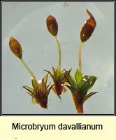 Microbryum davallianum, Smallest Pottia