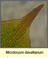 Microbryum davallianum, Smallest Pottia