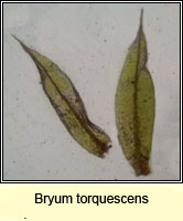 Bryum torquescens, Twisting Thread-moss