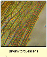 Bryum torquescens, Twisting Thread-moss